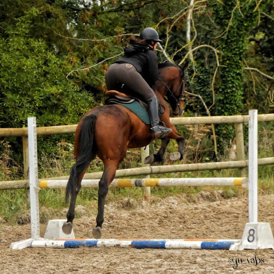 Gelding Thoroughbred For sale 2020 Bay