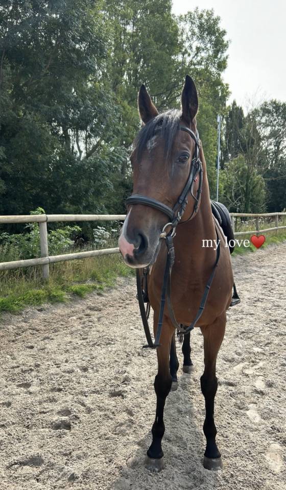 Gelding Thoroughbred For sale 2020 Bay