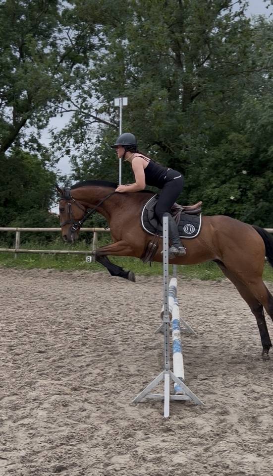 Gelding Thoroughbred For sale 2020 Bay