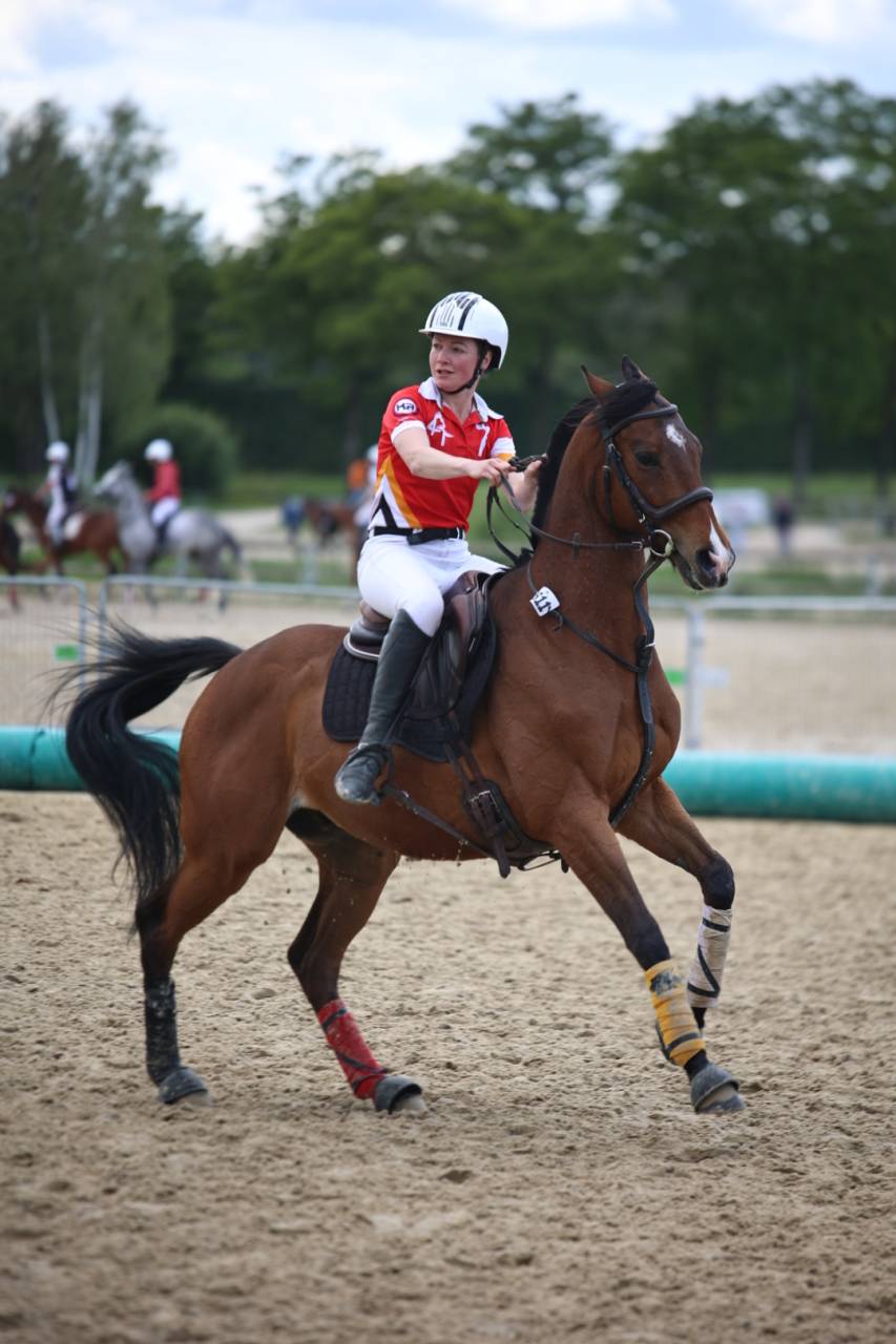 Gelding Thoroughbred For sale 2020 Bay