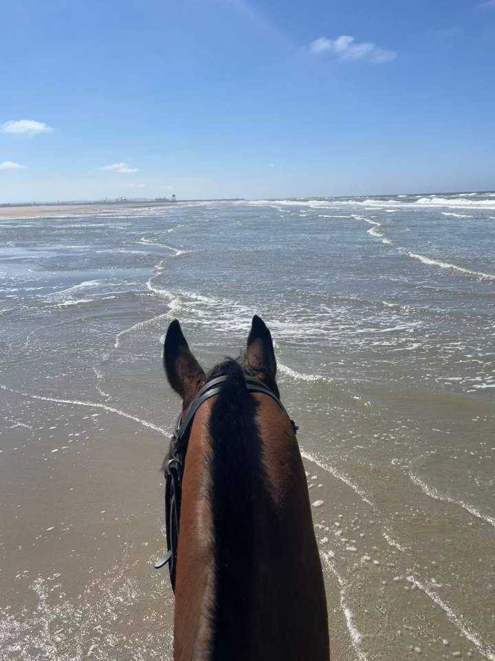 Gelding Thoroughbred For sale 2020 Bay