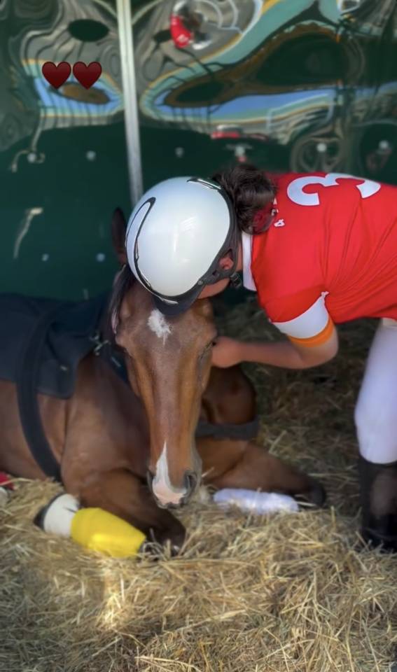 Gelding Thoroughbred For sale 2020 Bay