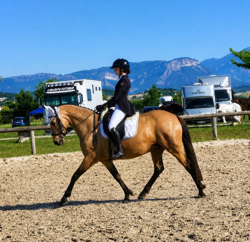 Mare AES Anglo European Studbook For sale 2018 Buckskin