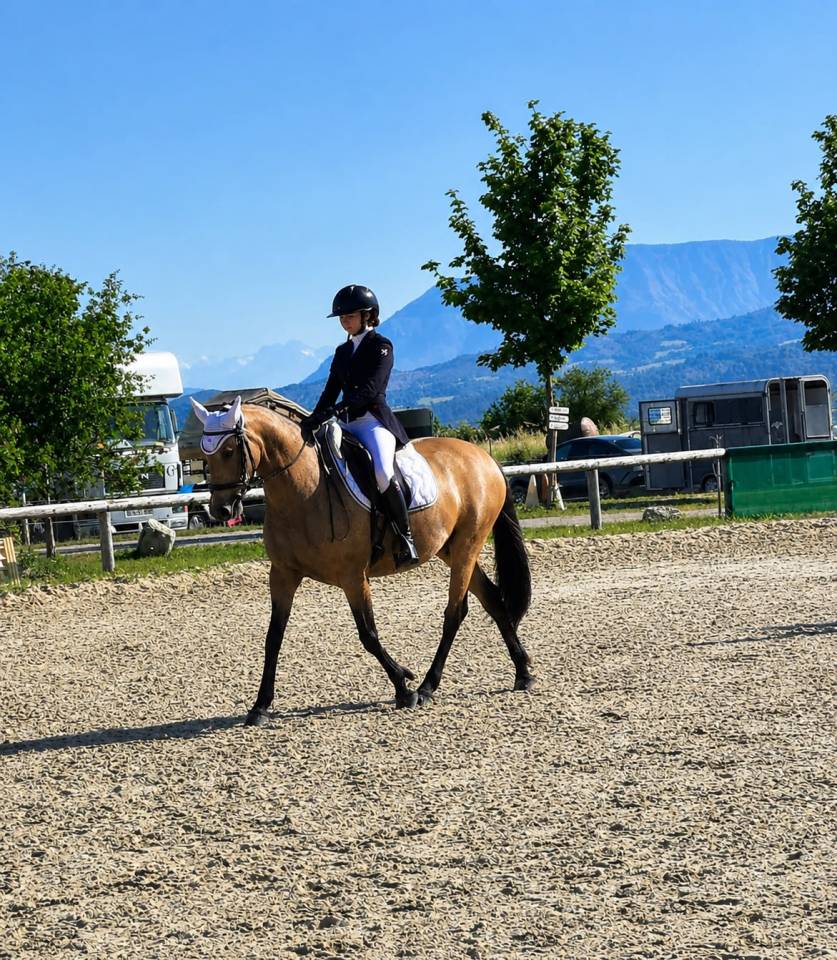 Mare AES Anglo European Studbook For sale 2018 Buckskin