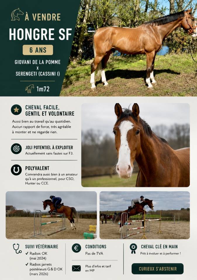 Gelding Selle Fran&ccedil;ais For sale 2020 Bay