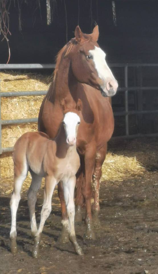 Colt Paint For sale 2025 Sorrel