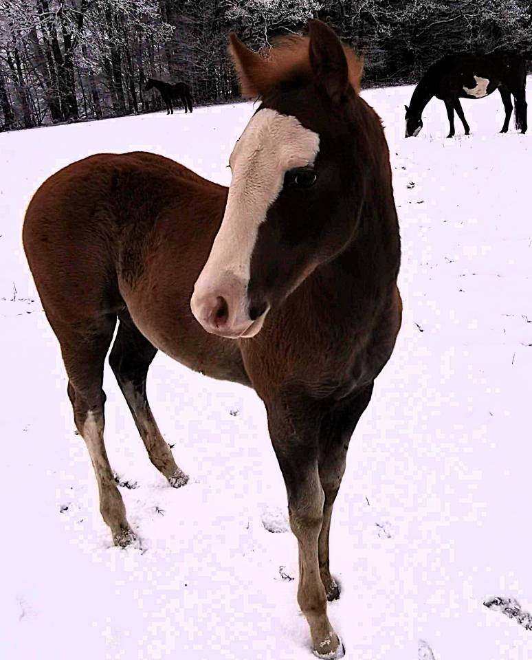 Colt Paint For sale 2025 Sorrel