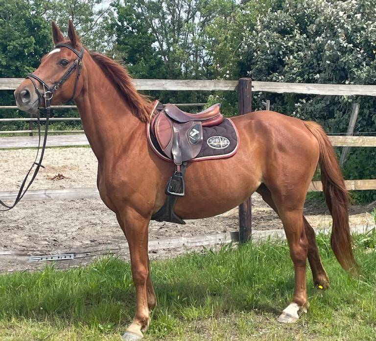 Mare Selle Fran&ccedil;ais For sale 2020 Chesnut