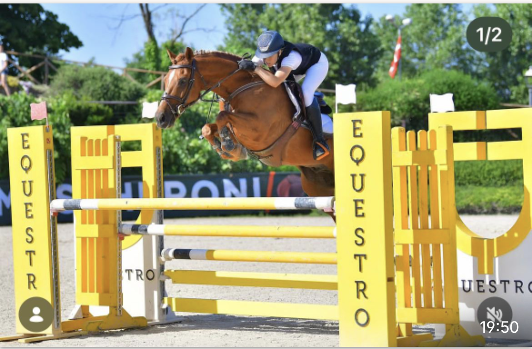 Gelding Other Pony Breed For sale 2012 Chesnut