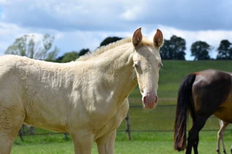 Filly PRE Pure Spanish Bred For sale 2026 Perlino