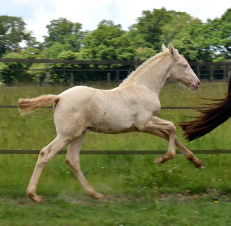 Filly PRE Pure Spanish Bred For sale 2026 Perlino