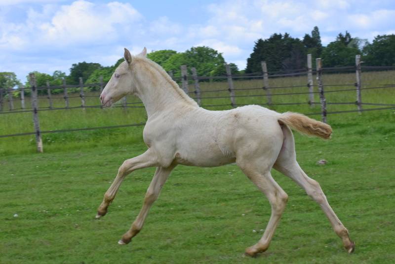 Filly PRE Pure Spanish Bred For sale 2026 Perlino