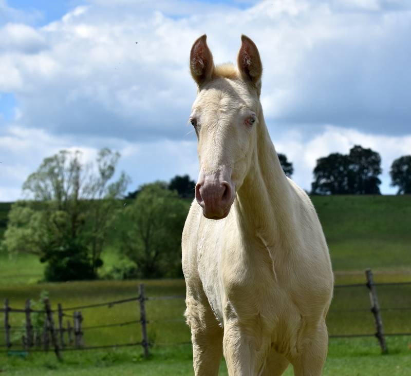 Filly PRE Pure Spanish Bred For sale 2026 Perlino