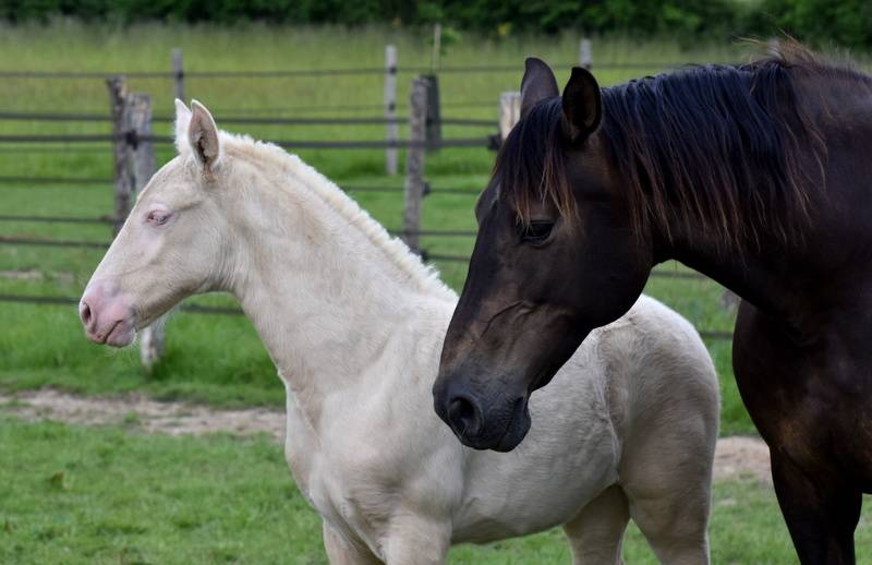 Filly PRE Pure Spanish Bred For sale 2026 Perlino