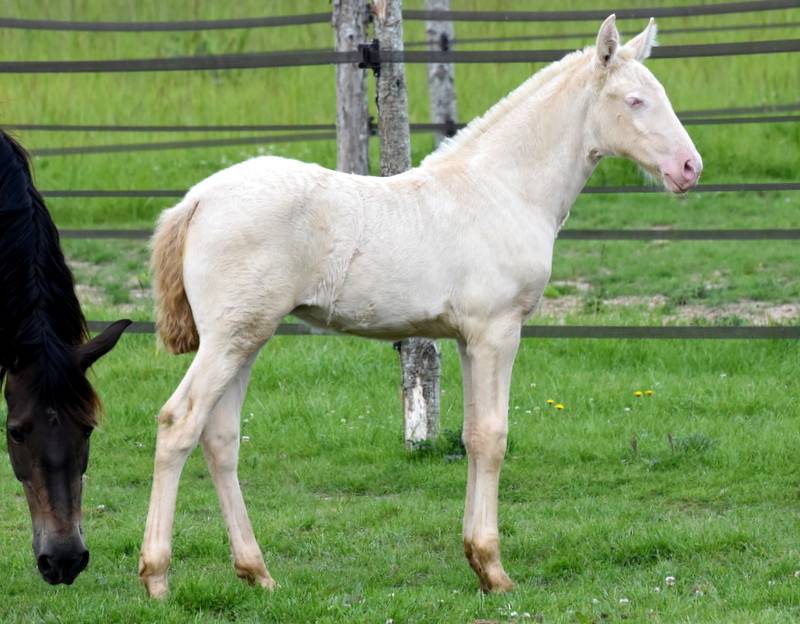 Filly PRE Pure Spanish Bred For sale 2026 Perlino