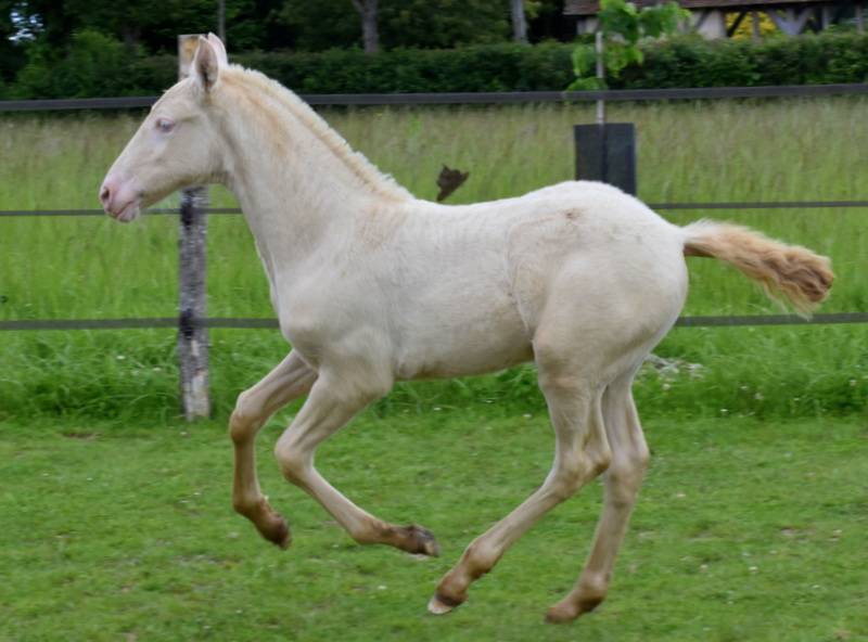 Filly PRE Pure Spanish Bred For sale 2026 Perlino