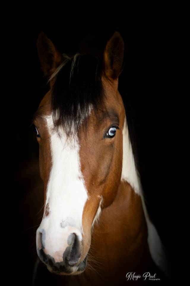 Gelding Paint For sale 2023 Tobiano
