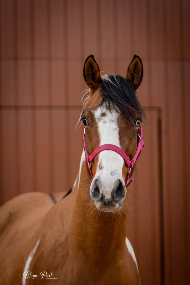 Gelding Paint For sale 2023 Tobiano