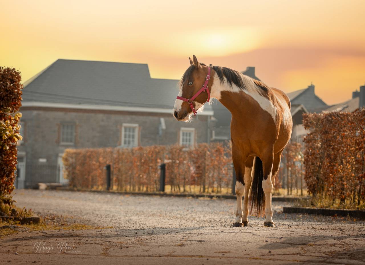 Gelding Paint For sale 2023 Tobiano