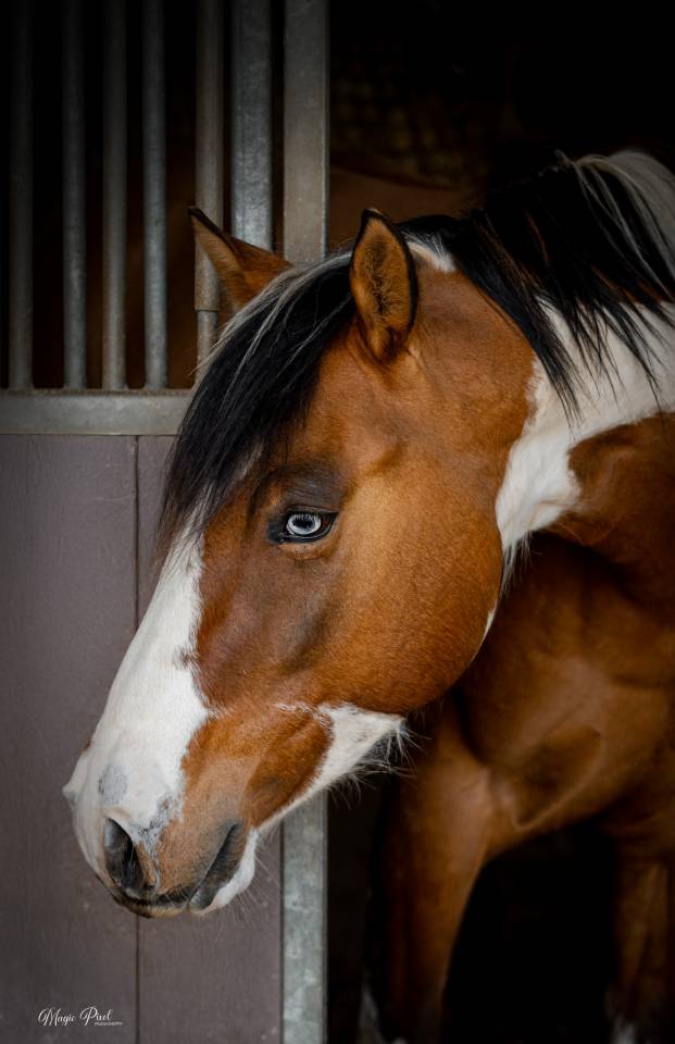 Gelding Paint For sale 2023 Tobiano