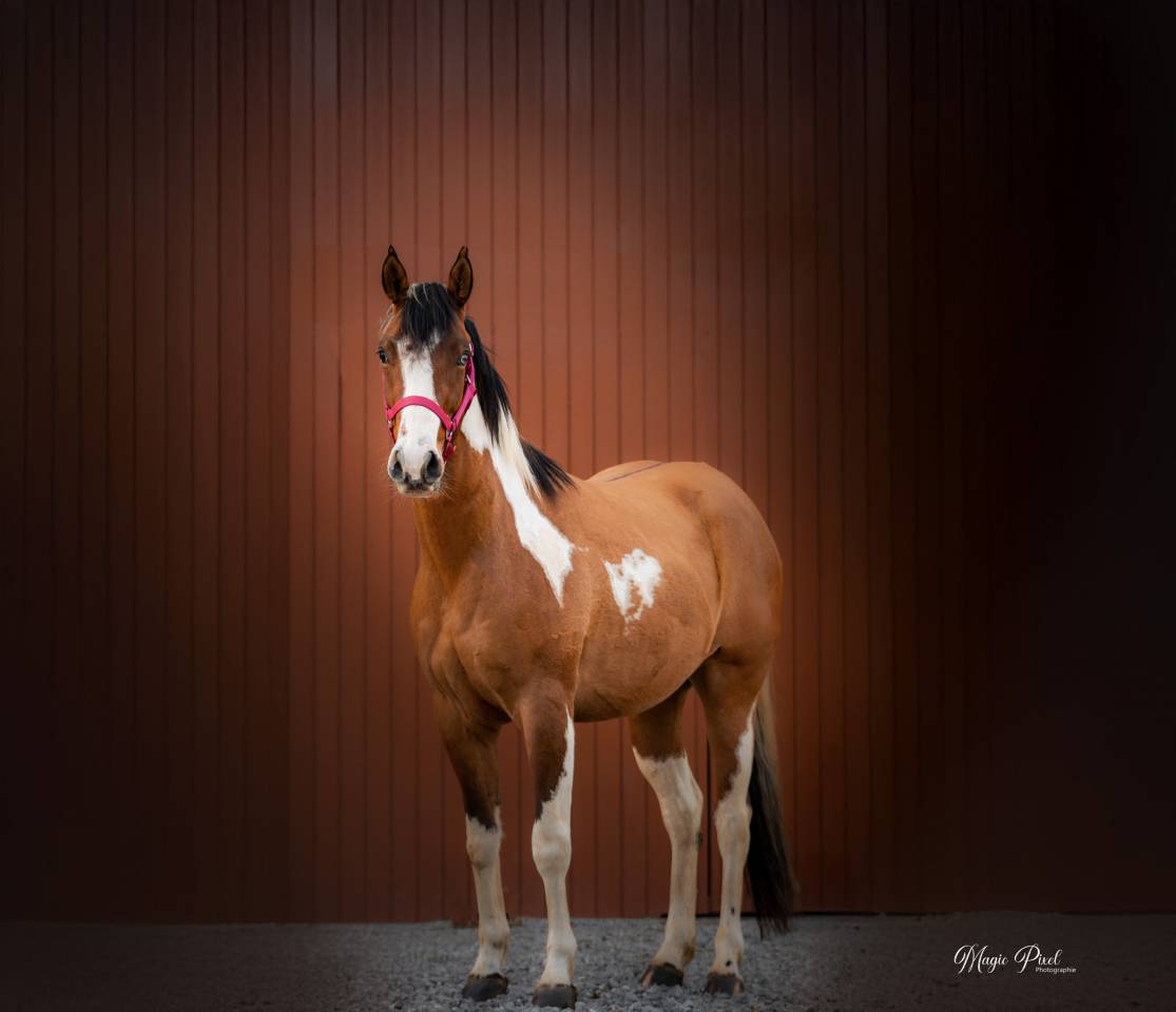 Gelding Paint For sale 2023 Tobiano