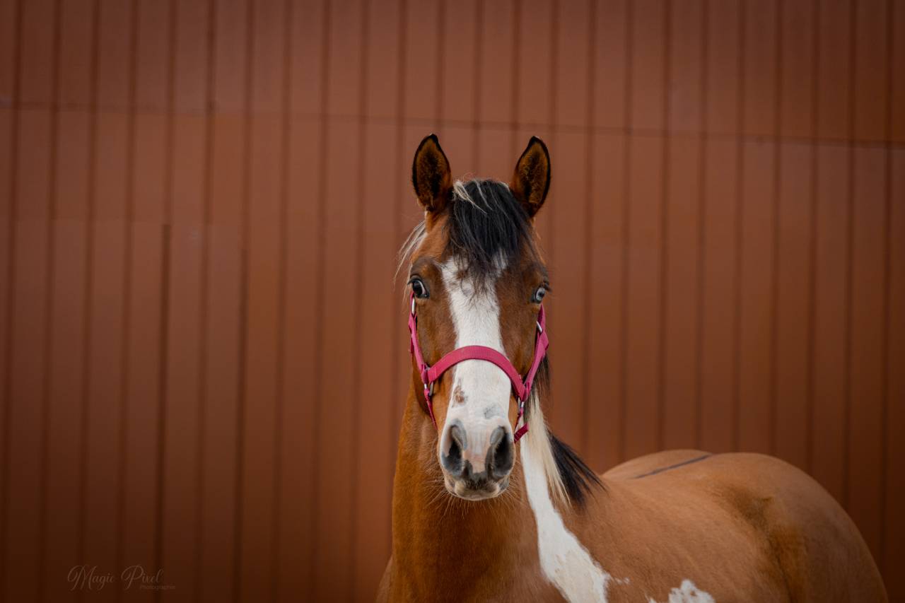 Gelding Paint For sale 2023 Tobiano