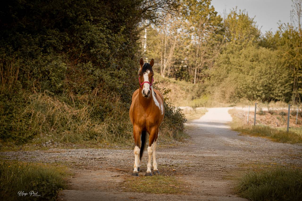 Gelding Paint For sale 2023 Tobiano