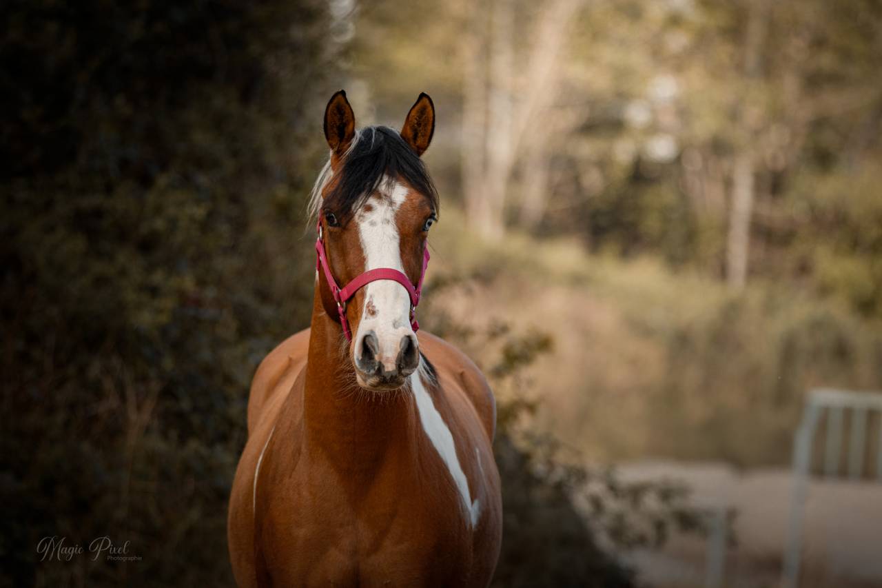 Gelding Paint For sale 2023 Tobiano