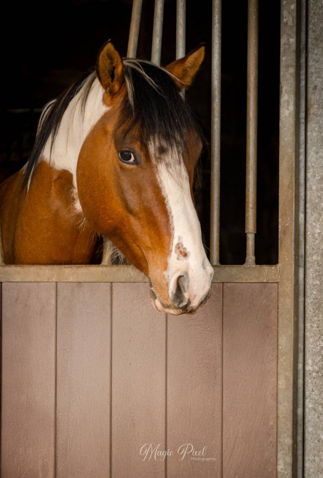 Gelding Paint For sale 2023 Tobiano