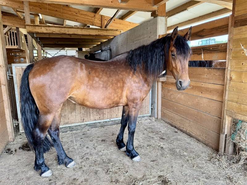 Mare Friesian Cross For sale 2022 Bay