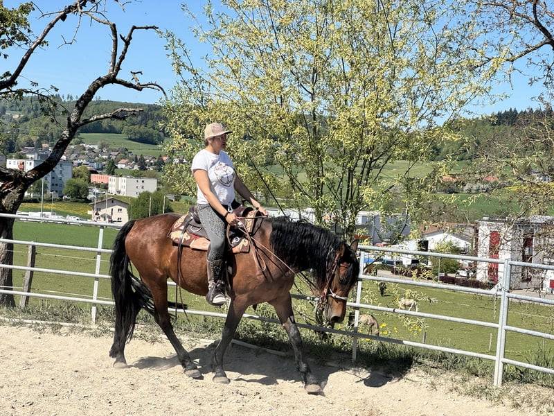 Mare Friesian Cross For sale 2022 Bay