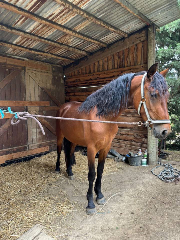 Mare Friesian Cross For sale 2022 Bay