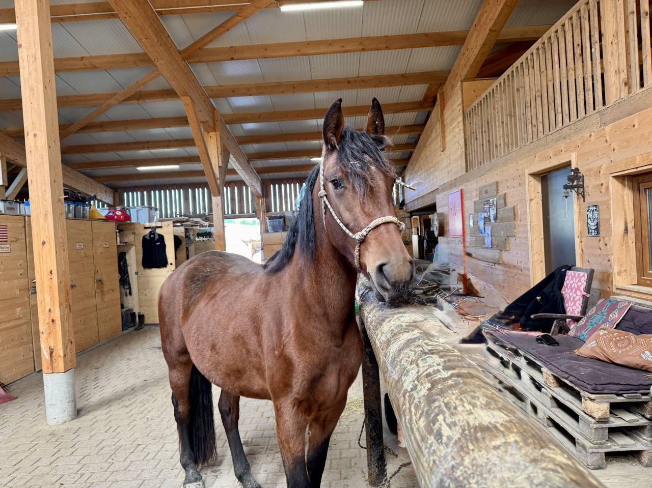 Mare Friesian Cross For sale 2022 Bay