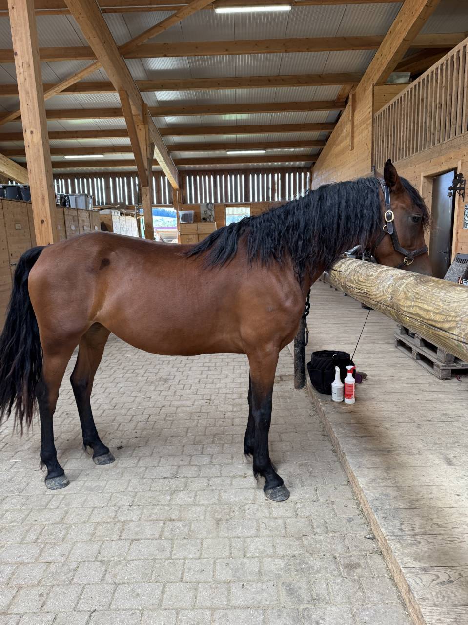 Mare Friesian Cross For sale 2022 Bay