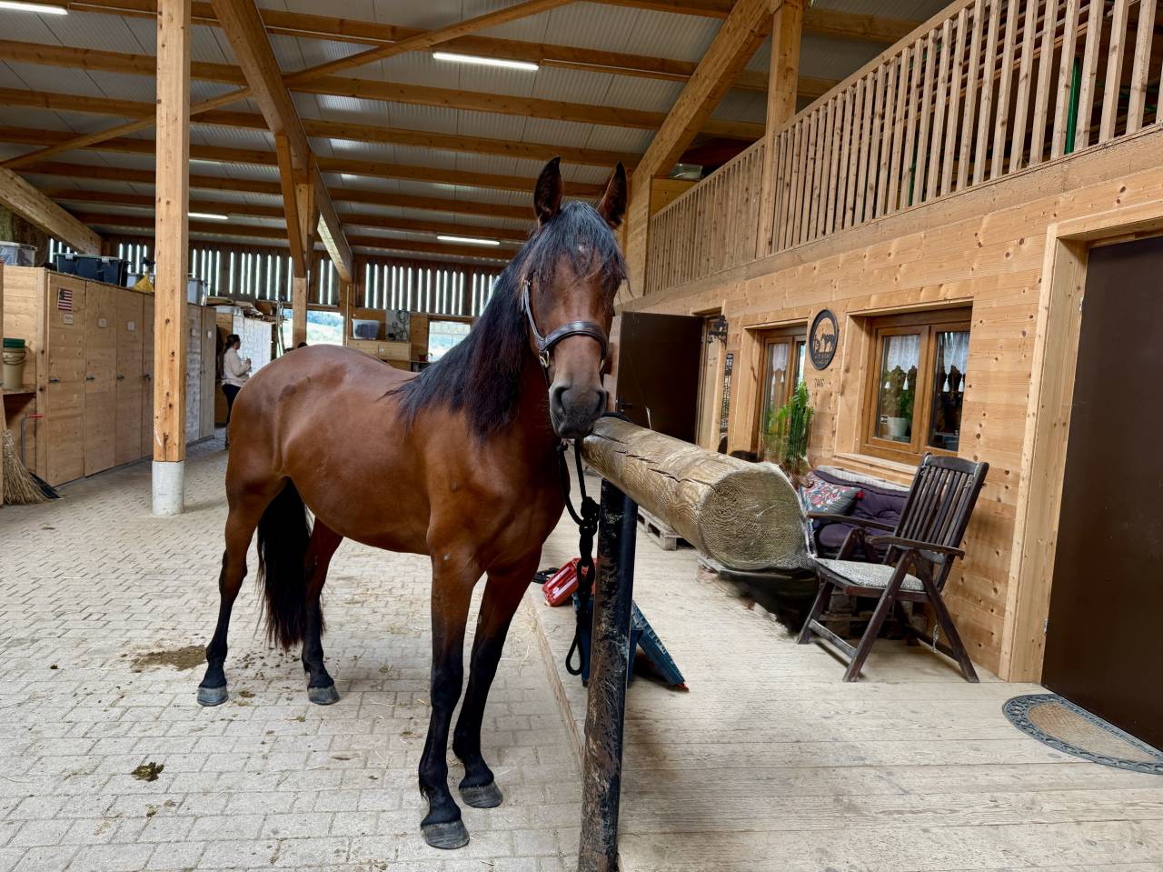 Mare Friesian Cross For sale 2022 Bay