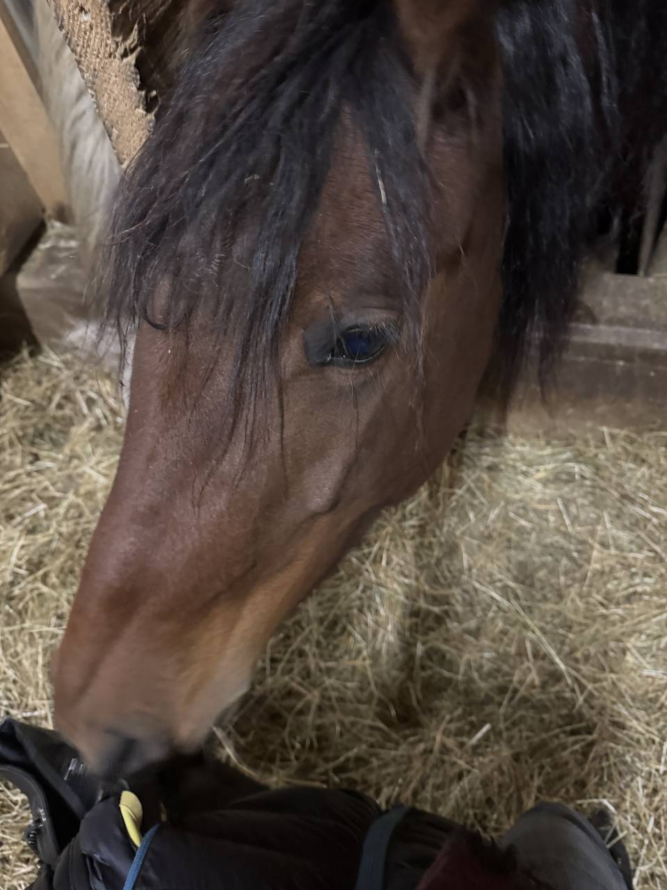 Mare Friesian Cross For sale 2022 Bay