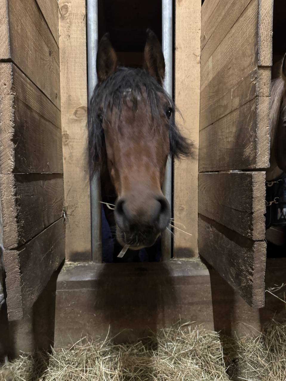 Mare Friesian Cross For sale 2022 Bay