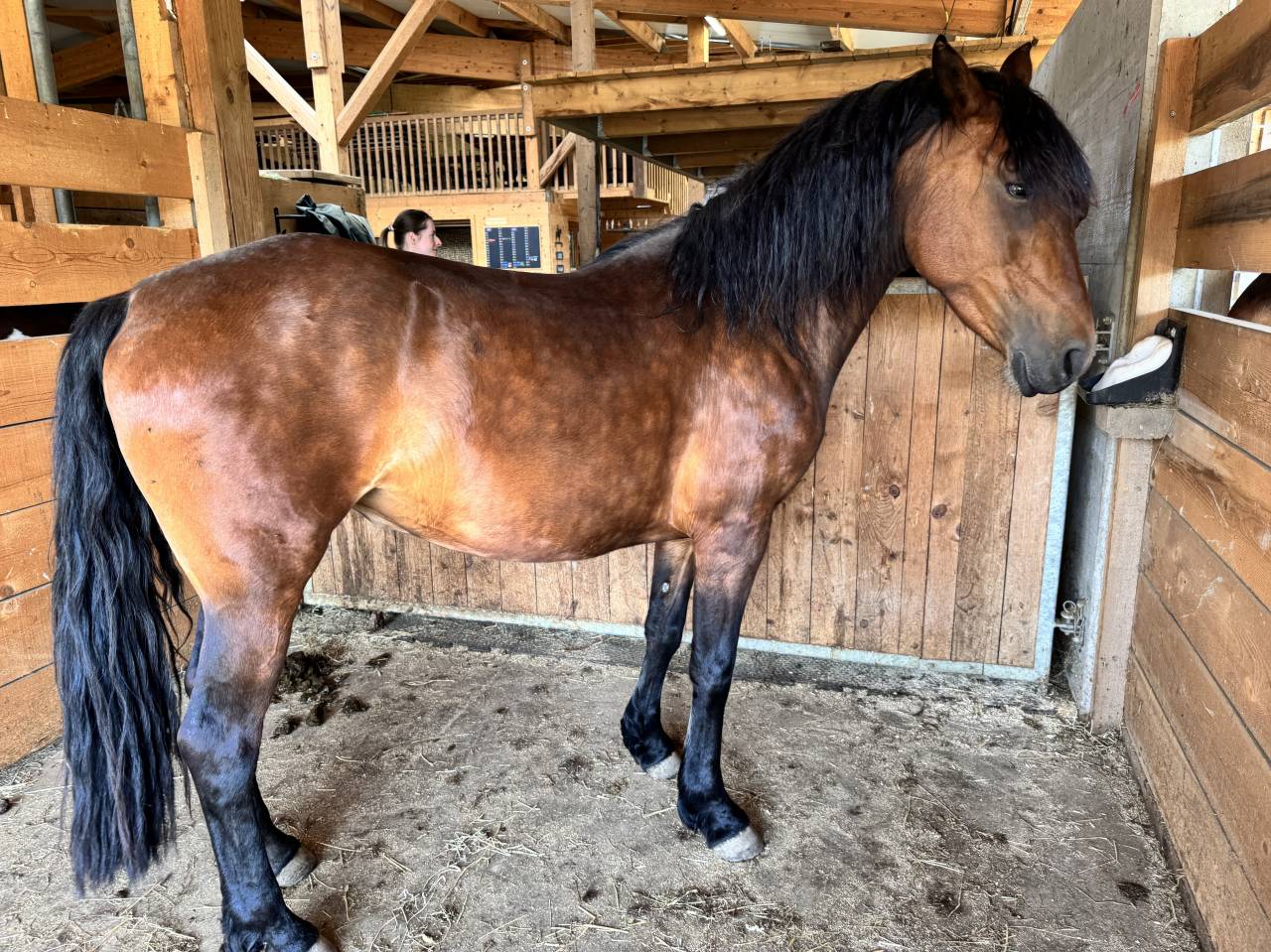 Mare Friesian Cross For sale 2022 Bay
