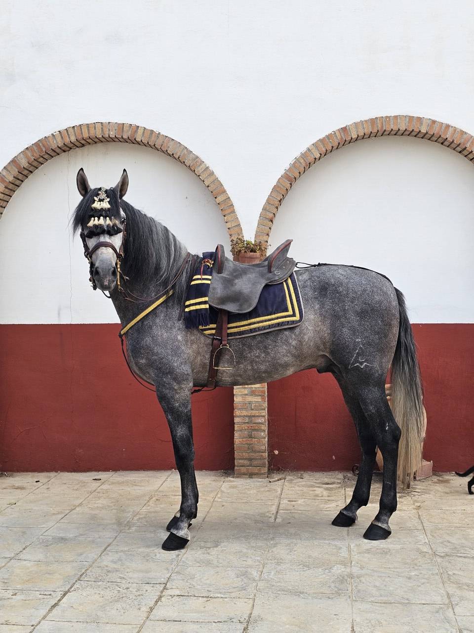 Gelding PRE Pure Spanish Bred For sale 2021 Grey