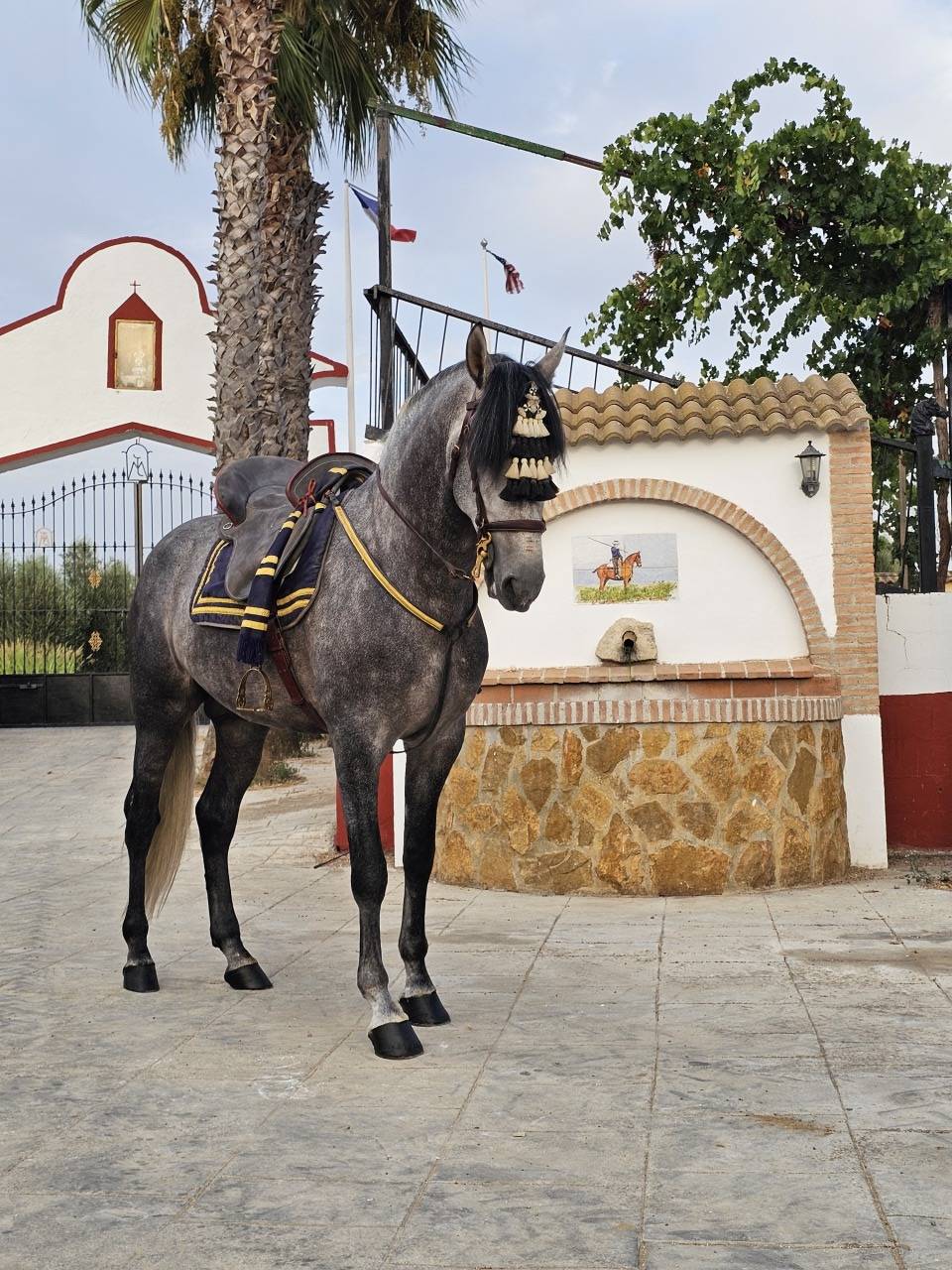 Gelding PRE Pure Spanish Bred For sale 2021 Grey