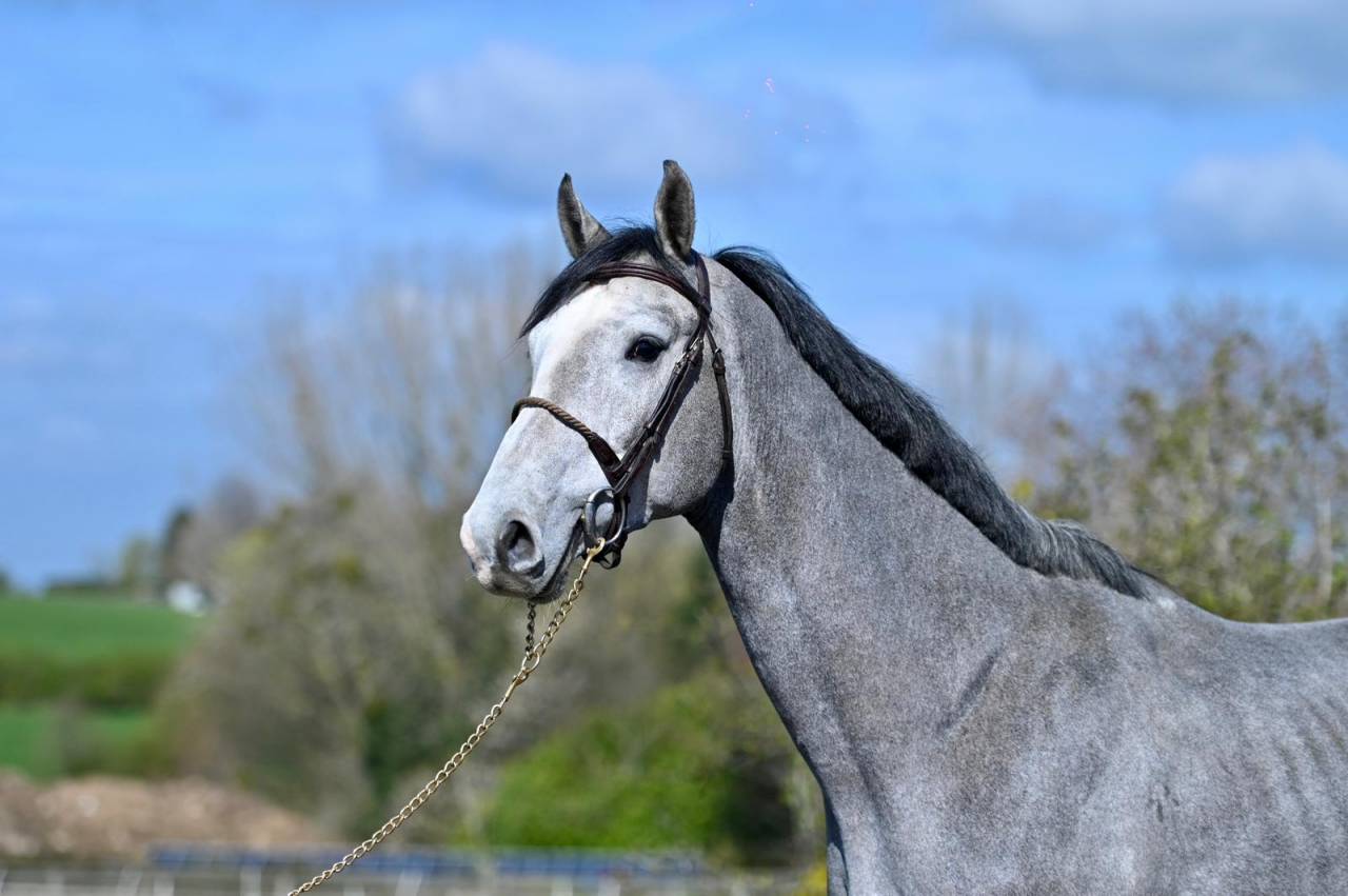 Entire KWPN Dutch Warmblood For sale 2013 Grey