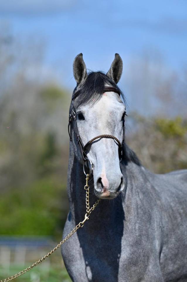Entire KWPN Dutch Warmblood For sale 2013 Grey