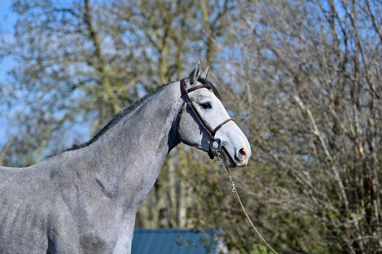 Entire KWPN Dutch Warmblood For sale 2013 Grey