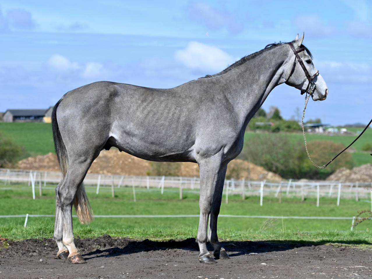 Entire KWPN Dutch Warmblood For sale 2013 Grey