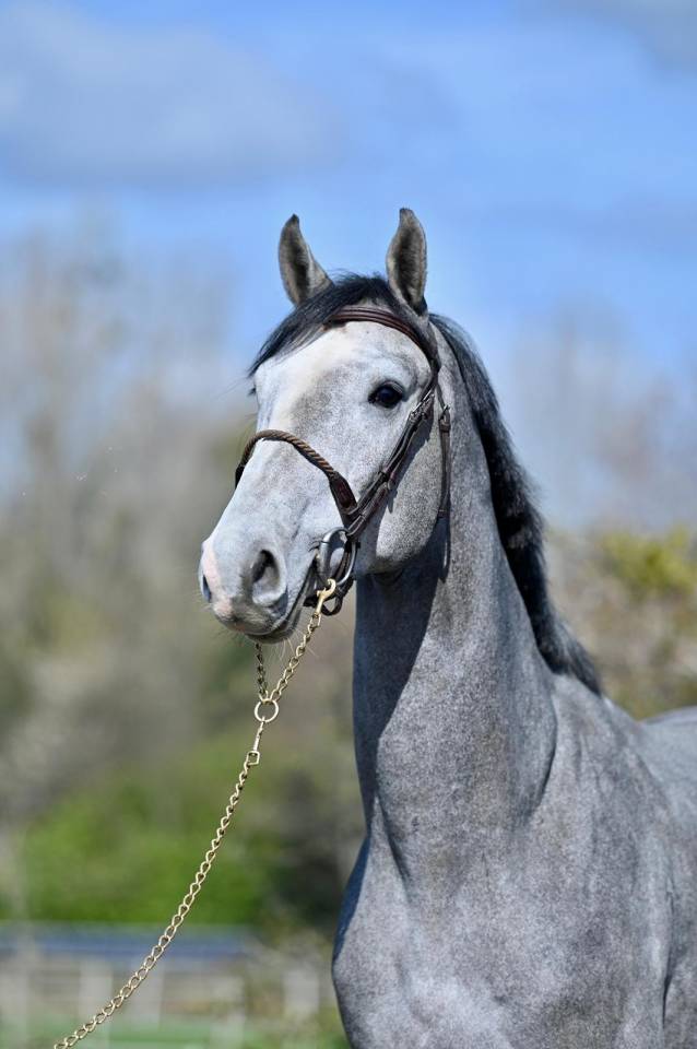 Entire KWPN Dutch Warmblood For sale 2013 Grey