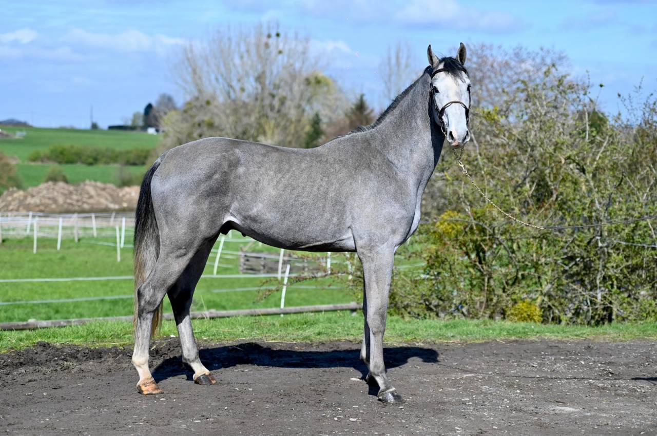 Entire KWPN Dutch Warmblood For sale 2013 Grey