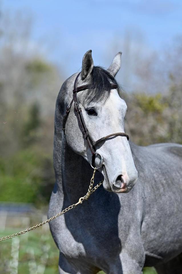 Entire KWPN Dutch Warmblood For sale 2013 Grey