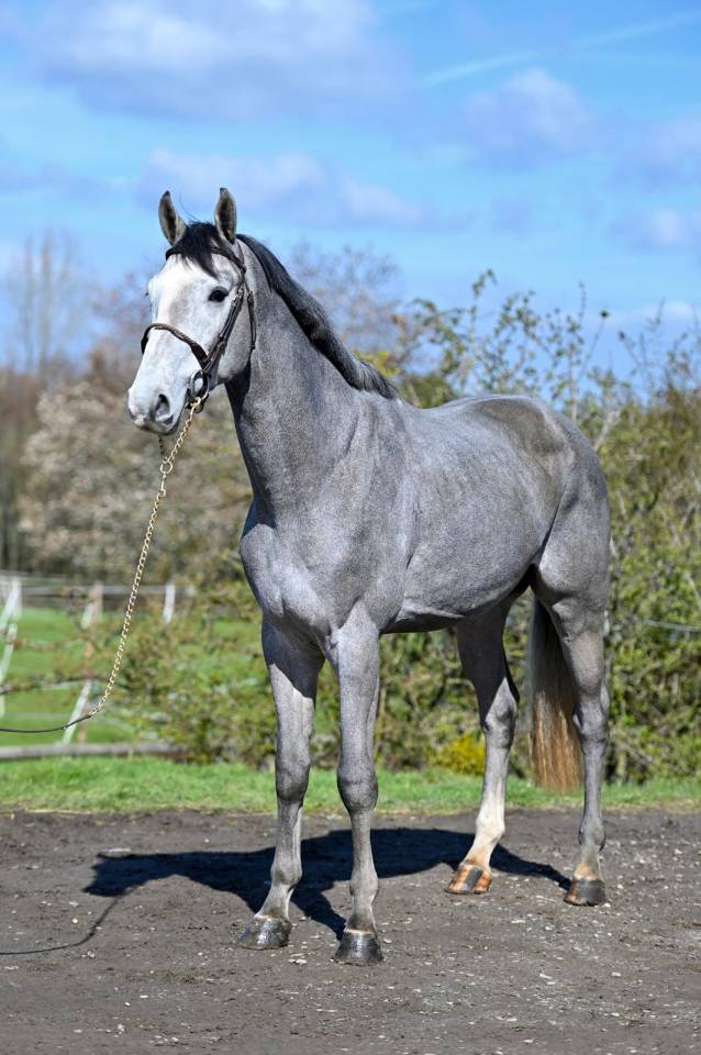 Entire KWPN Dutch Warmblood For sale 2013 Grey
