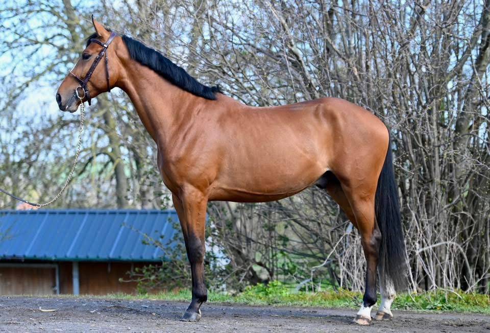Entire Zangersheide For sale 2023 Bay