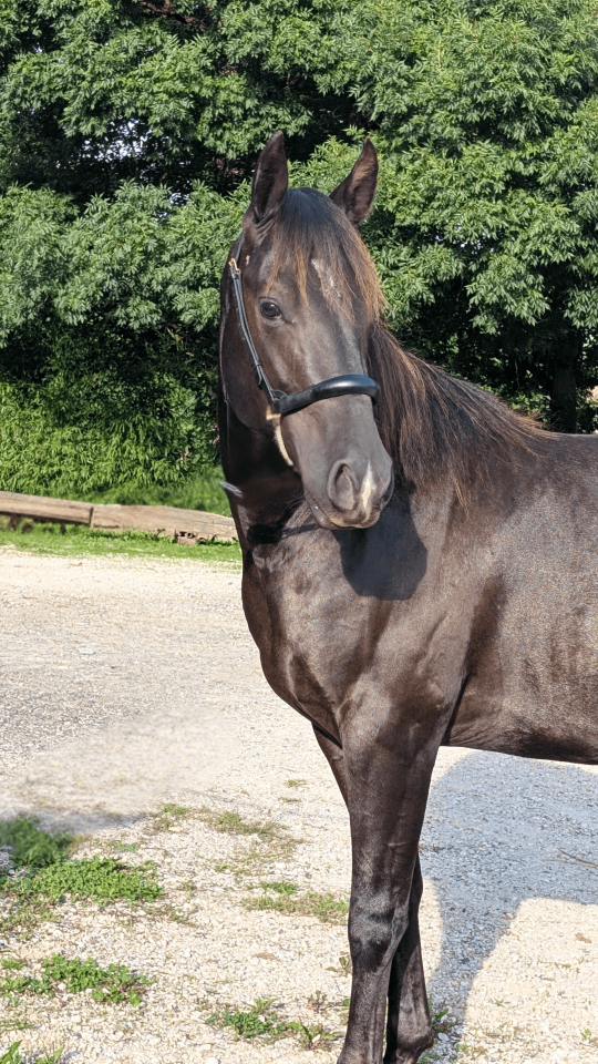 Entire Quarter For sale 2023 Black